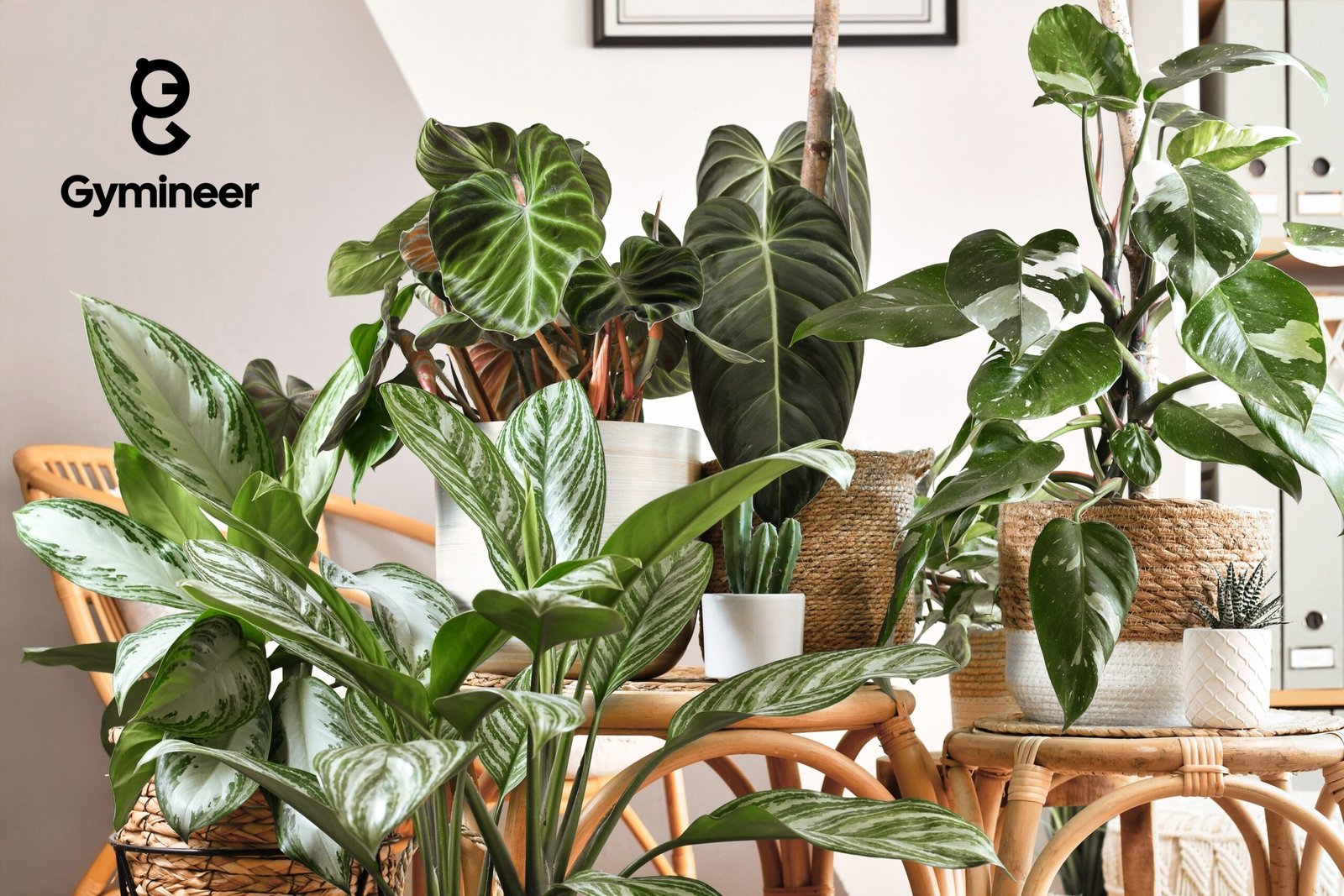 10 Best HOUSEPLANTS for Better Indoor AIR QUALITY